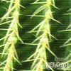 아즈라엘 / 멜로나