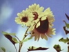 QUITE DREAM (Teaser)