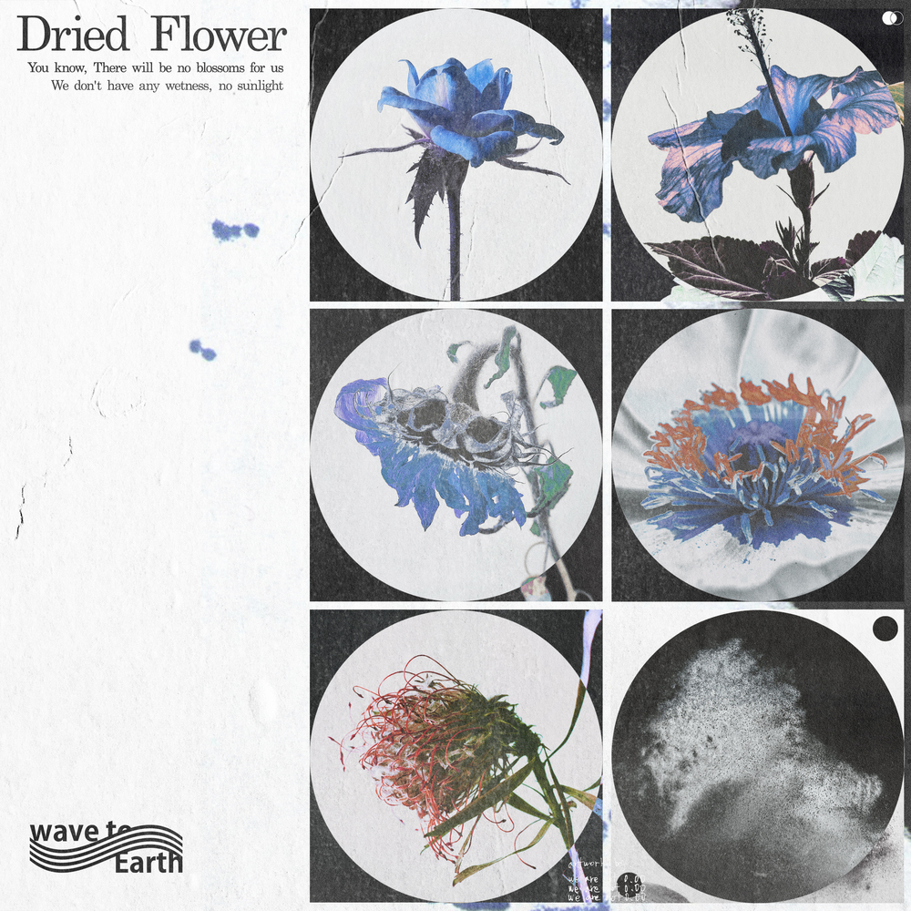 Fw: [情報] wave to earth - dried flower