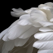 Feathers of Care 앨범 대표이미지