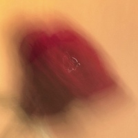 Rose 사진