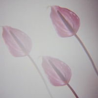 'Tis Autumn (feat. Dan Nimmer Trio) 사진