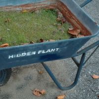 hidden plant 사진