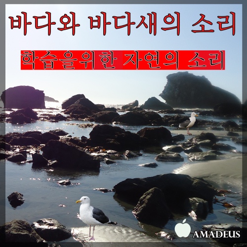 학습을위한 자연의 소리: 바다와 바다새의 소리/Amadeus - 벅스 학습을위한 자연의 소리: 바다와 바다새의 소리 / Amadeus