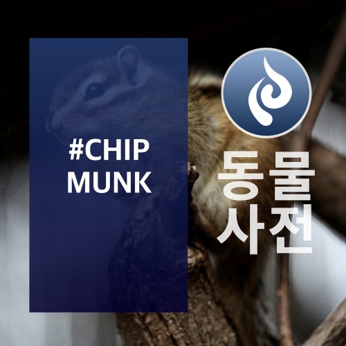 ANIMAL #CHIPMUNK - 벅스 ANIMAL #CHIPMUNK / 갓 두 아이 두 (GOD DO I DO)