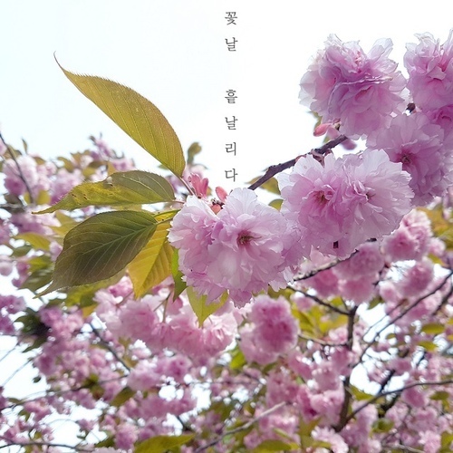 꽃날 흩날리다/르턴테이블(le turntable) - 벅스 꽃날 흩날리다 / 르턴테이블(le turntable)