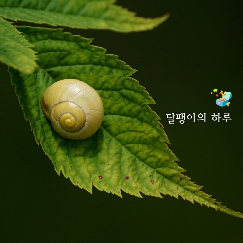 달팽이의 하루 - 벅스 달팽이의 하루 / 엔젤스 뮤직박스